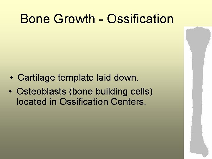 Bone Growth - Ossification • Cartilage template laid down. • Osteoblasts (bone building cells)