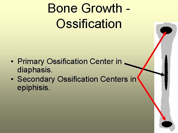 Bone Growth Ossification • Primary Ossification Center in diaphasis. • Secondary Ossification Centers in