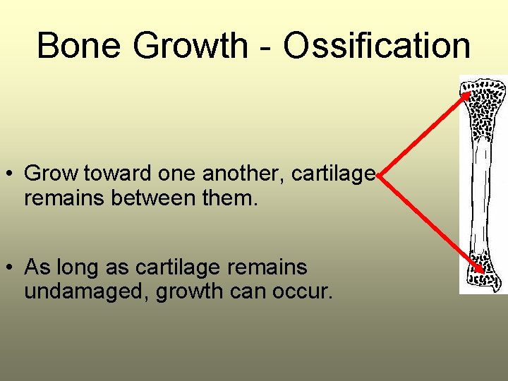 Bone Growth - Ossification • Grow toward one another, cartilage remains between them. •