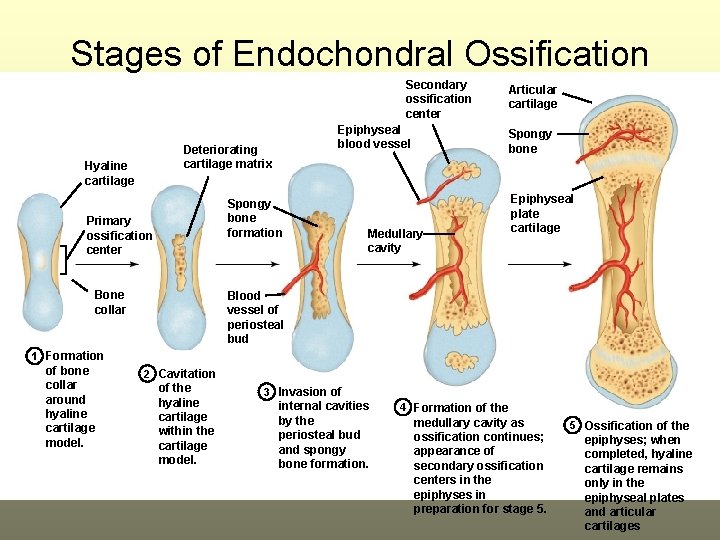 Stages of Endochondral Ossification Secondary ossification center Epiphyseal blood vessel Deteriorating cartilage matrix Hyaline