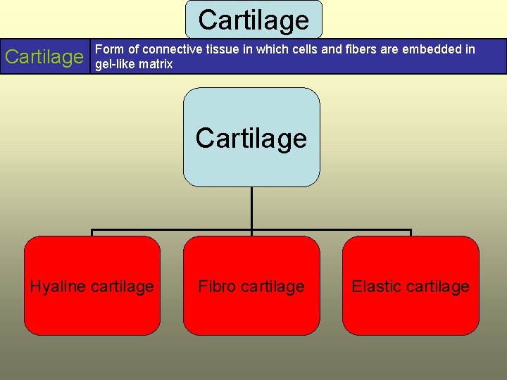 Cartilage Form of connective tissue in which cells and fibers are embedded in gel-like