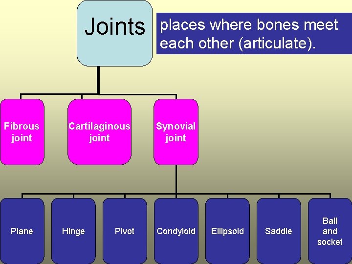 Joints * Fibrous joint Plane Cartilaginous joint Hinge Pivot places where bones meet each