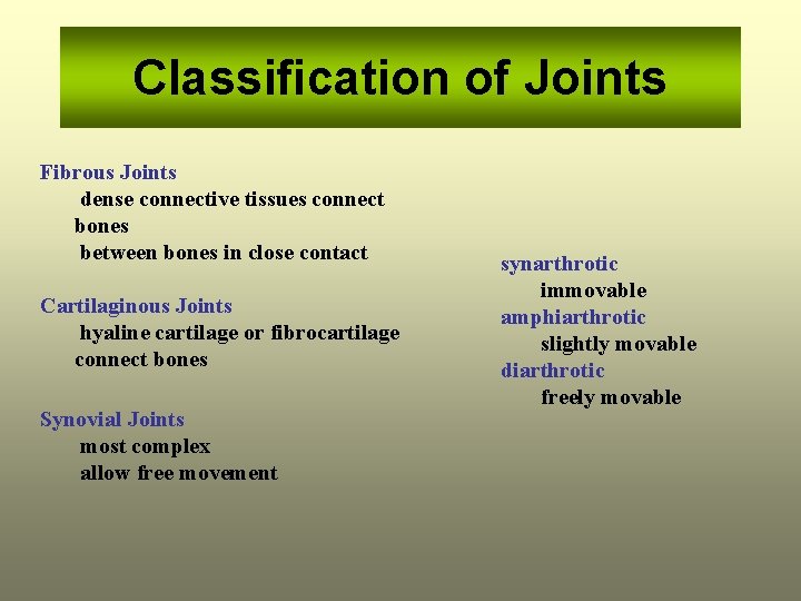 Classification of Joints Fibrous Joints dense connective tissues connect bones between bones in close