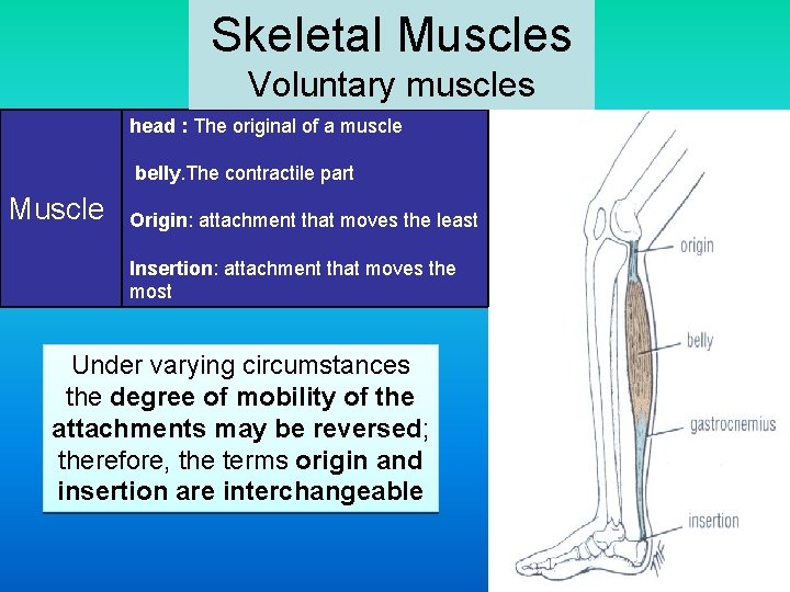 Skeletal Muscles Voluntary muscles head : The original of a muscle belly. The contractile