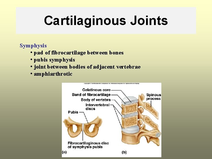 Cartilaginous Joints Symphysis • pad of fibrocartilage between bones • pubis symphysis • joint