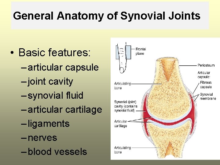 General Anatomy of Synovial Joints • Basic features: – articular capsule – joint cavity