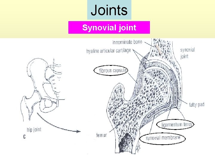 Joints Synovial joint 