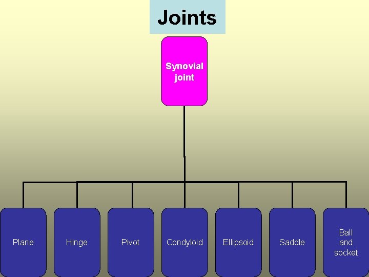 Joints Synovial joint Plane Hinge Pivot Condyloid Ellipsoid Saddle Ball and socket 