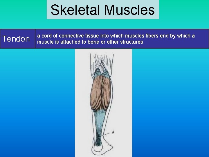 Skeletal Muscles Tendon a cord of connective tissue into which muscles fibers end by