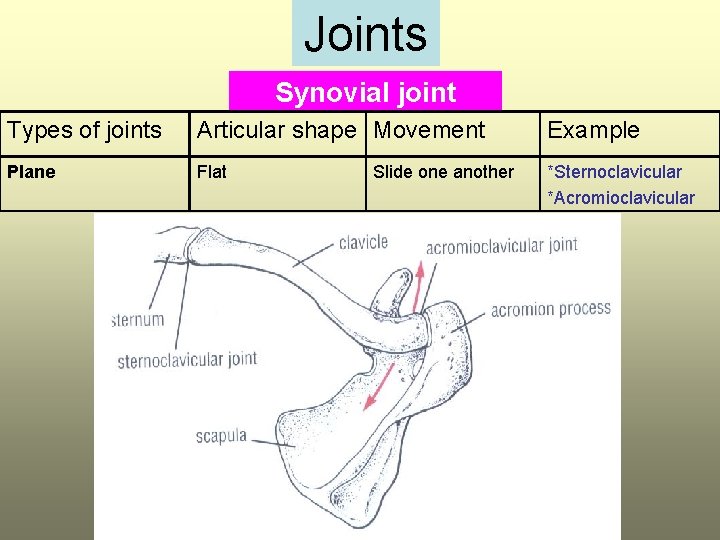 Joints Synovial joint Types of joints Articular shape Movement Example Plane Flat *Sternoclavicular *Acromioclavicular