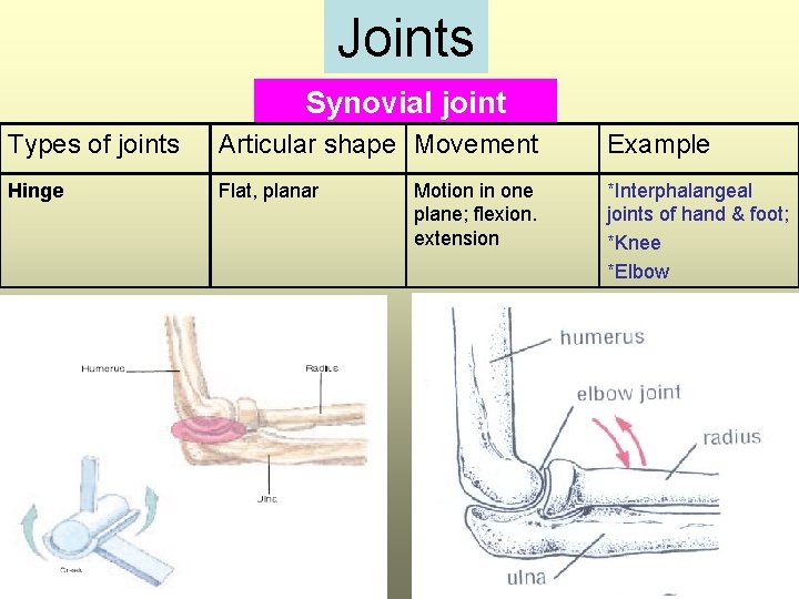 Joints Synovial joint Types of joints Articular shape Movement Example Hinge Flat, planar *Interphalangeal