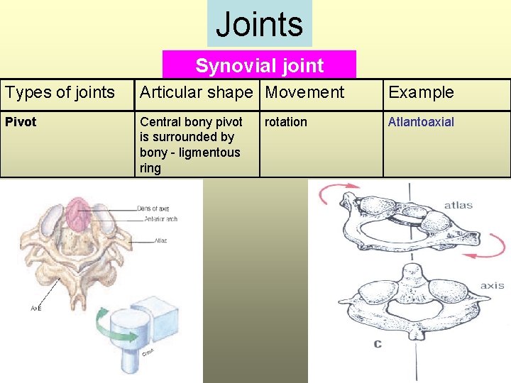 Joints Synovial joint Types of joints Articular shape Movement Example Pivot Central bony pivot