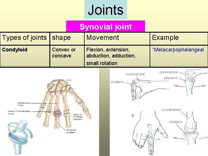 Joints Synovial joint Types of joints shape Movement Example Condyloid Flexion, extension, abduction, adduction,