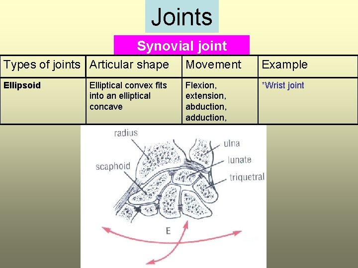 Joints Synovial joint Types of joints Articular shape Movement Example Ellipsoid Flexion, extension, abduction,