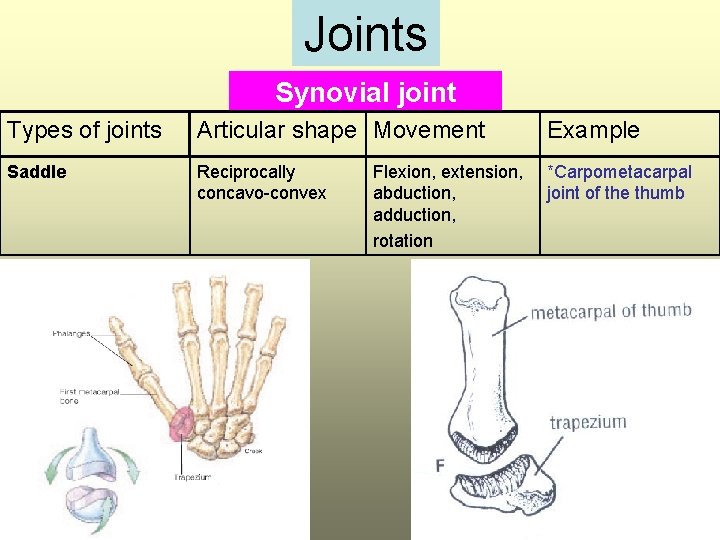 Joints Synovial joint Types of joints Articular shape Movement Example Saddle Reciprocally concavo-convex *Carpometacarpal