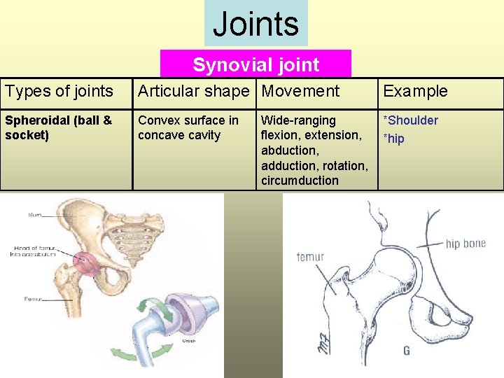 Joints Synovial joint Types of joints Articular shape Movement Example Spheroidal (ball & socket)