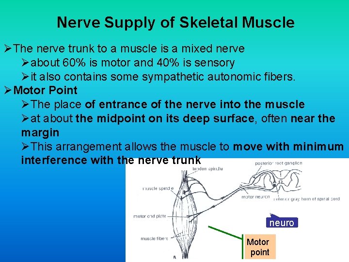 Nerve Supply of Skeletal Muscle ØThe nerve trunk to a muscle is a mixed