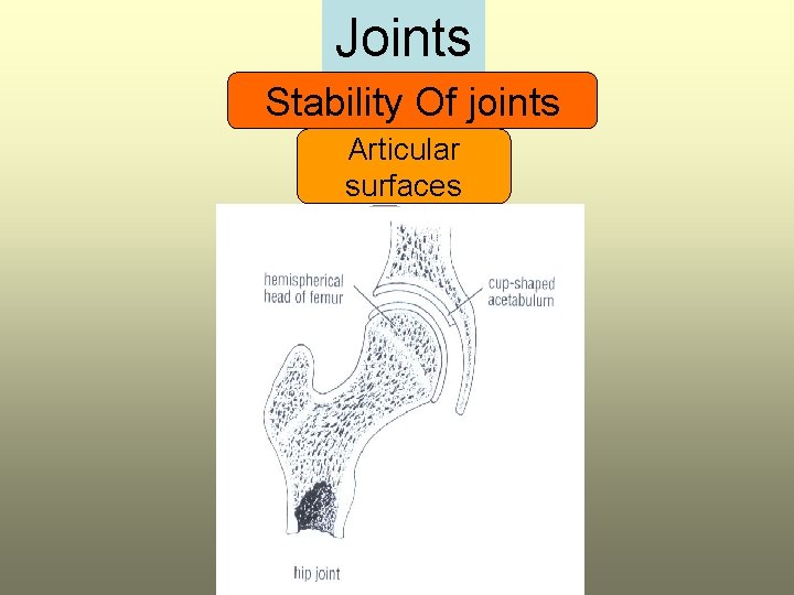 Joints Stability Of joints Articular surfaces 