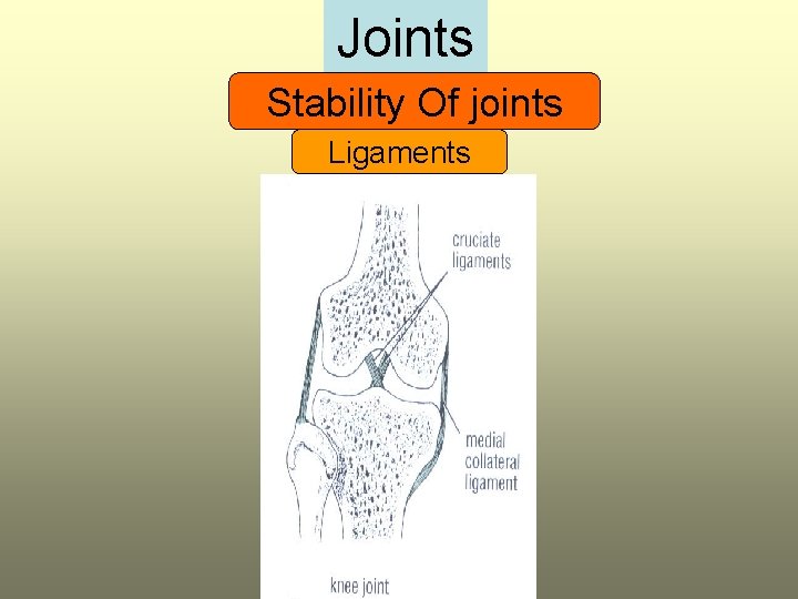 Joints Stability Of joints Ligaments 