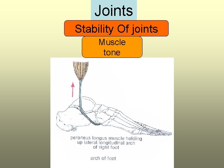 Joints Stability Of joints Muscle tone 