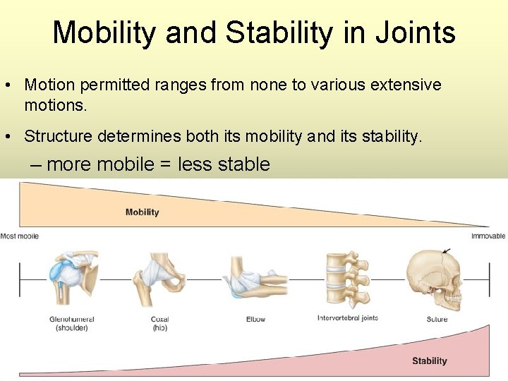 Mobility and Stability in Joints • Motion permitted ranges from none to various extensive