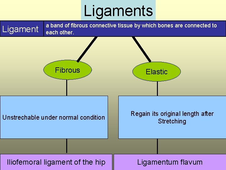 Ligaments Ligament a band of fibrous connective tissue by which bones are connected to