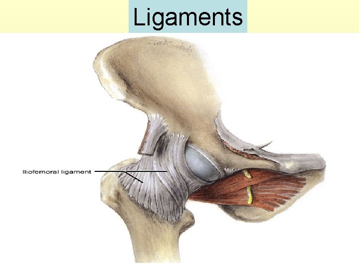 Ligaments 