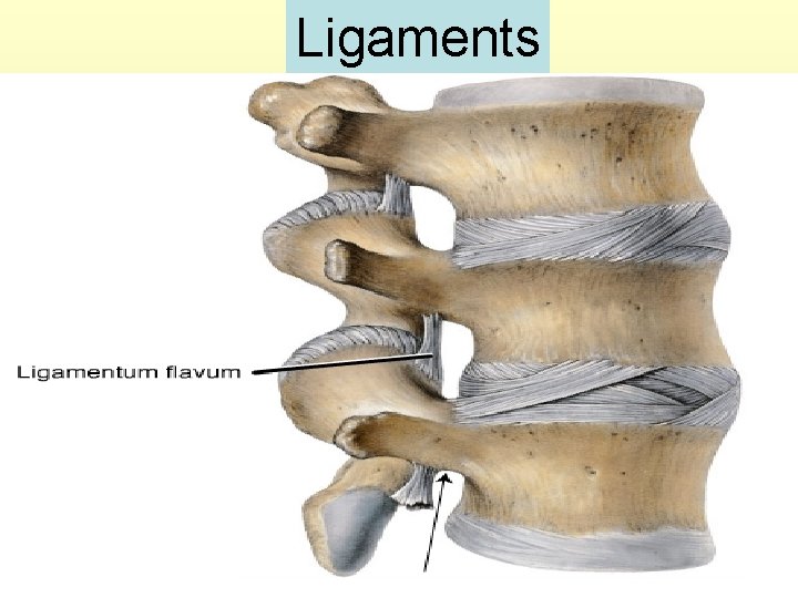 Ligaments 