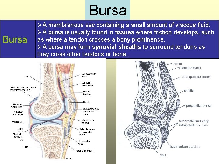 Bursa ØA membranous sac containing a small amount of viscous fluid. ØA bursa is