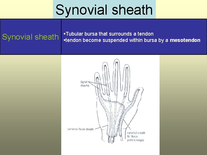 Synovial sheath §Tubular bursa that surrounds a tendon §tendon become suspended within bursa by