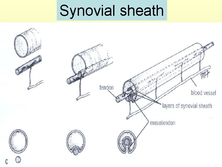 Synovial sheath 