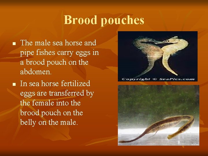 Brood pouches n n The male sea horse and pipe fishes carry eggs in