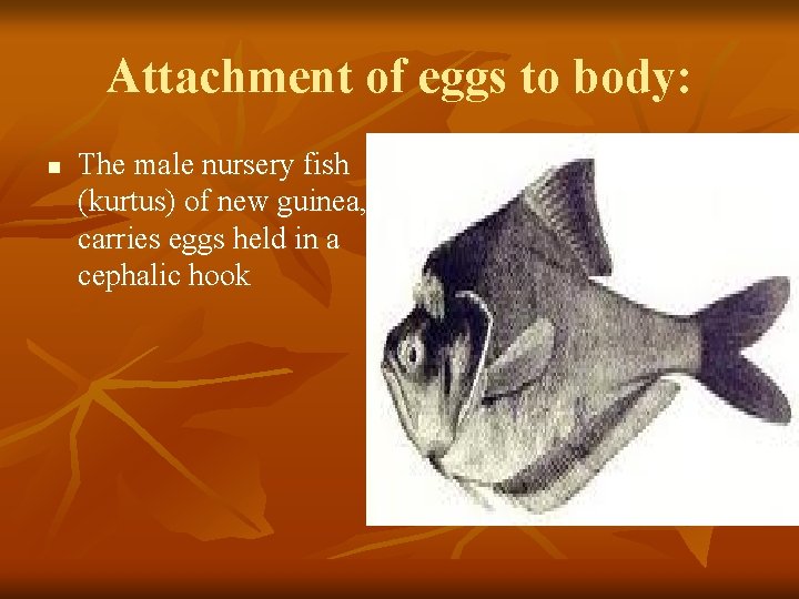 Attachment of eggs to body: n The male nursery fish (kurtus) of new guinea,