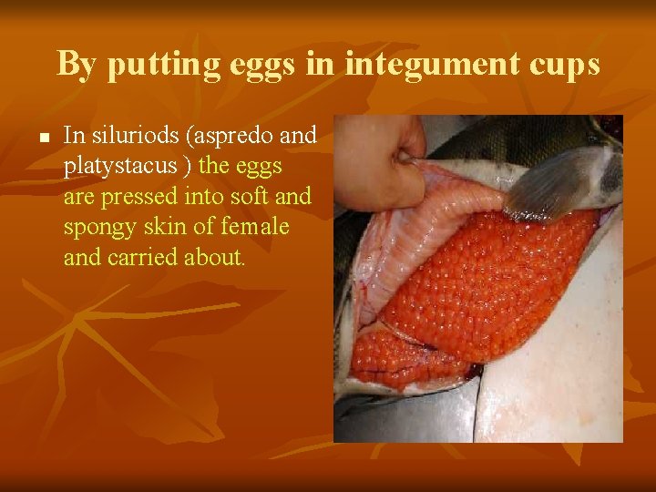 By putting eggs in integument cups n In siluriods (aspredo and platystacus ) the