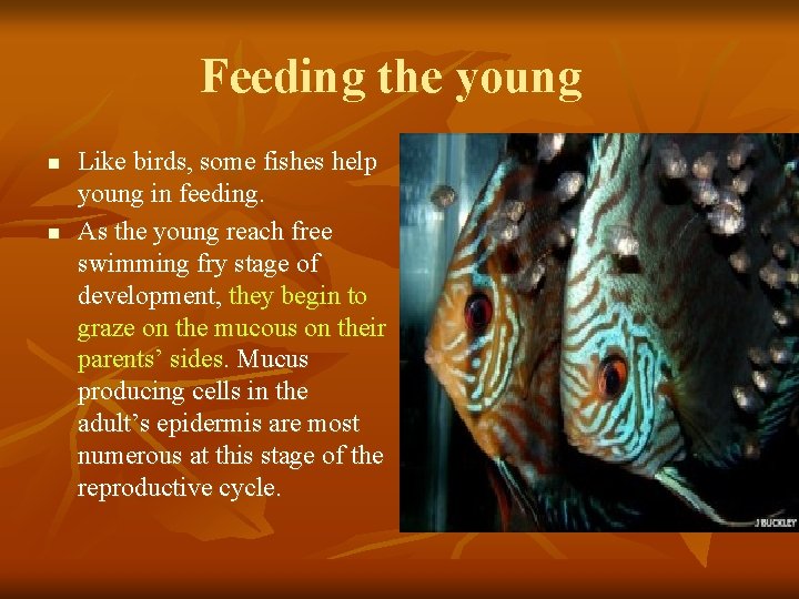 Feeding the young n n Like birds, some fishes help young in feeding. As