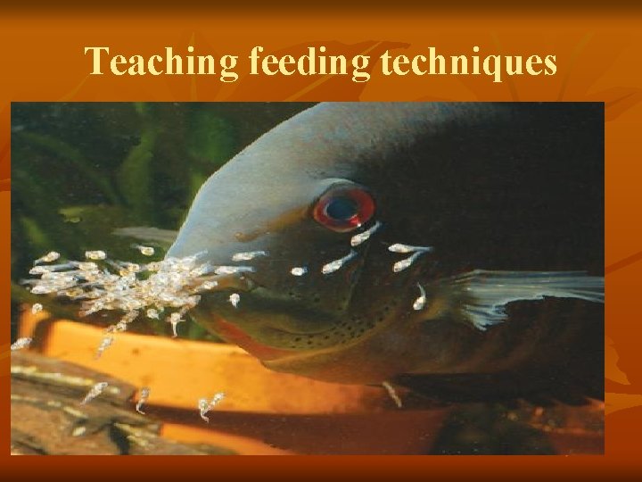 Teaching feeding techniques 