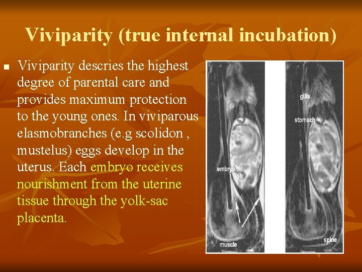 Viviparity (true internal incubation) n Viviparity descries the highest degree of parental care and