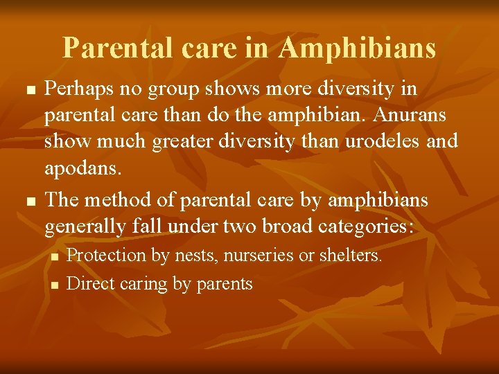 Parental care in Amphibians n n Perhaps no group shows more diversity in parental