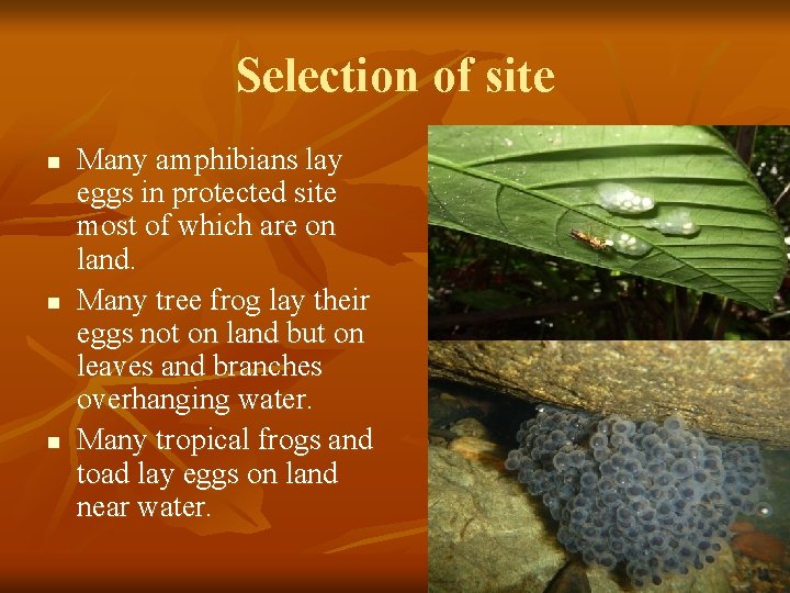 Selection of site n n n Many amphibians lay eggs in protected site most