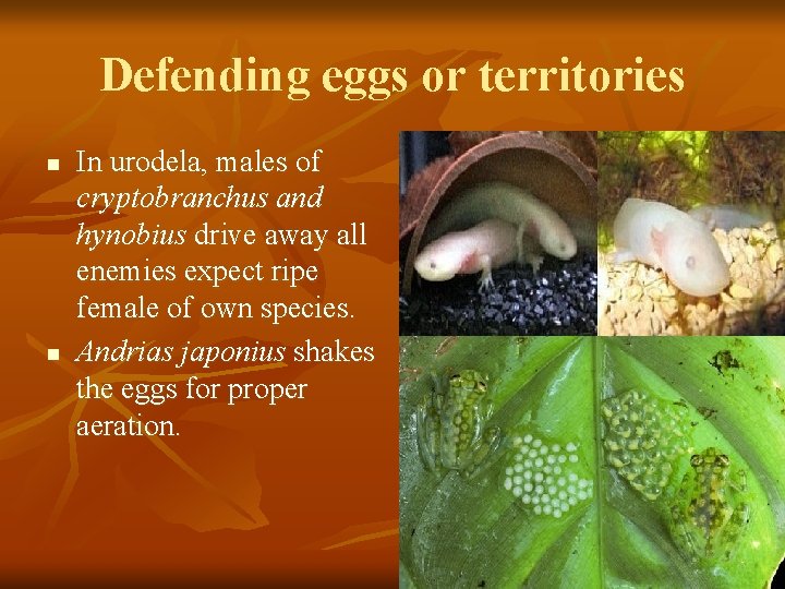 Defending eggs or territories n n In urodela, males of cryptobranchus and hynobius drive