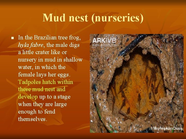 Mud nest (nurseries) n In the Brazilian tree frog, hyla fabre, the male digs
