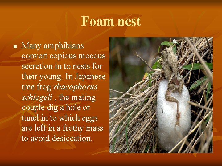 Foam nest n Many amphibians convert copious mocous secretion in to nests for their