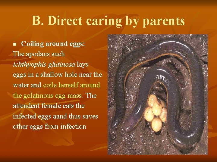 B. Direct caring by parents Coiling around eggs: The apodans such ichthyophis glutinosa lays