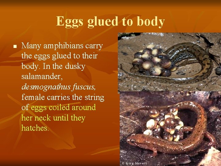 Eggs glued to body n Many amphibians carry the eggs glued to their body.