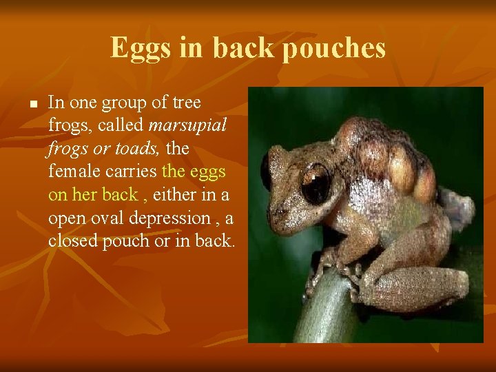 Eggs in back pouches n In one group of tree frogs, called marsupial frogs