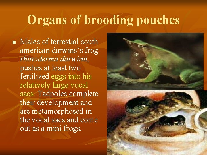 Organs of brooding pouches n Males of terrestial south american darwins’s frog rhinoderma darwinii,