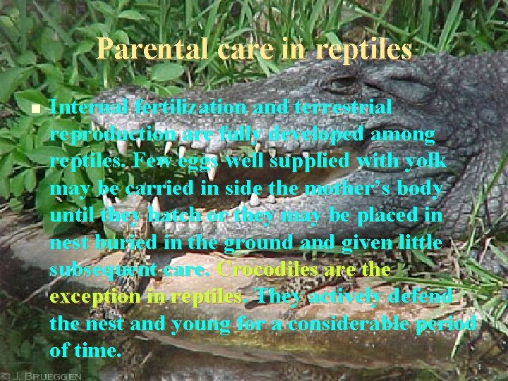 Parental care in reptiles n Internal fertilization and terrestrial reproduction are fully developed among