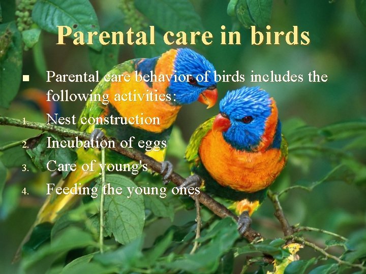Parental care in birds n 1. 2. 3. 4. Parental care behavior of birds