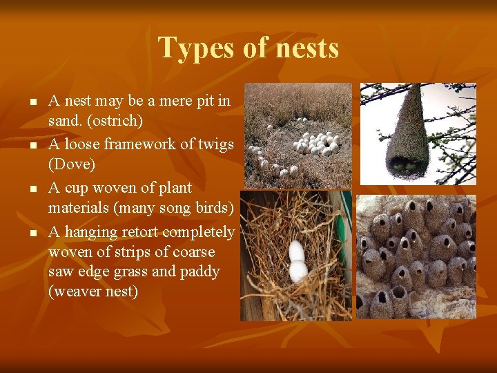 Types of nests n n A nest may be a mere pit in sand.