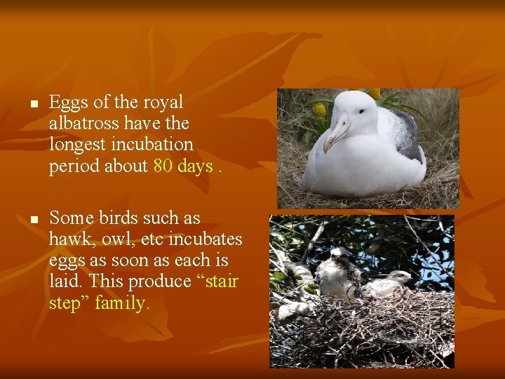 n n Eggs of the royal albatross have the longest incubation period about 80